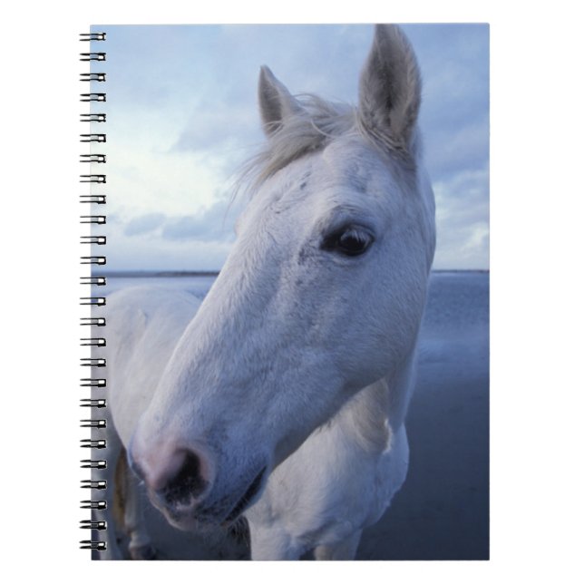 Camargue Horse Notizblock (Vorderseite)