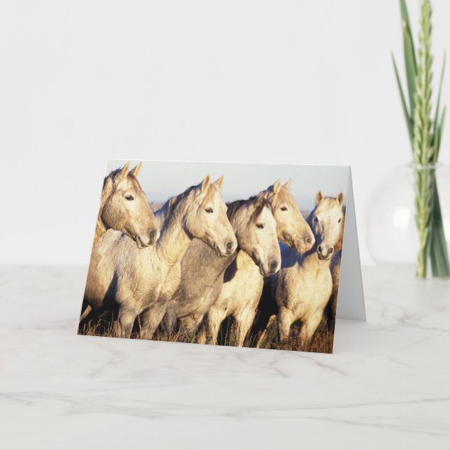 Camargue Horses (Eguus caballus) Karte (Vorderseite)