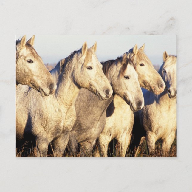 Camargue Horses (Eguus caballus) Postkarte (Vorderseite)