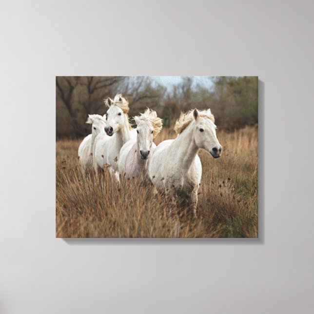 Camargue Horses Running Leinwanddruck (Vorderseite)