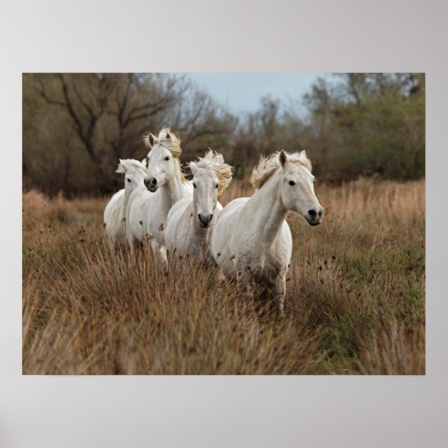 Camargue Horses Running Poster (Vorne)