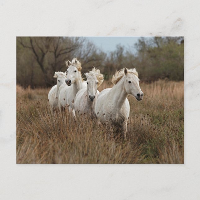 Camargue Horses Running Postkarte (Vorderseite)