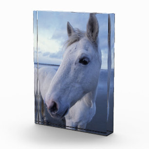 Camargue-Pferd Fotoblock