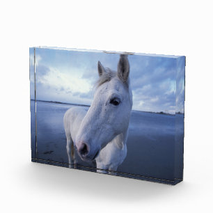 Camargue-Pferd Fotoblock