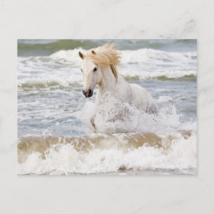 Camargue-Pferd in der Brandung Postkarte
