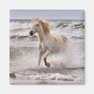 Camargue-Pferd läuft aus der Brandung Magnet