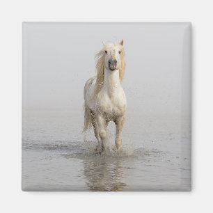 Camargue-Pferd läuft im Wasser Magnet