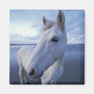 Camargue-Pferd Magnet