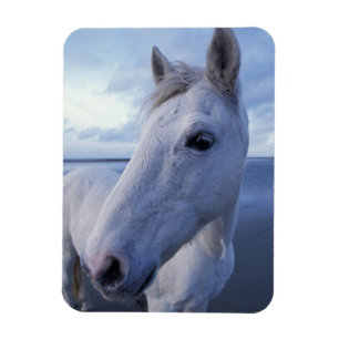 Camargue-Pferd Magnet
