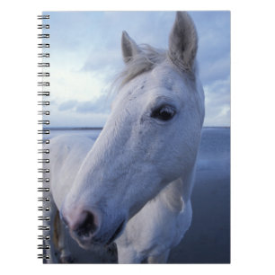 Camargue-Pferd Notizblock