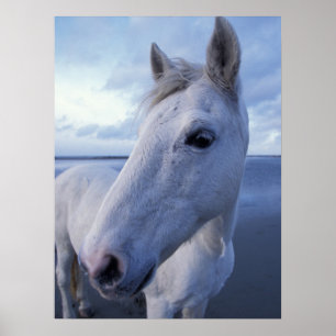 Camargue-Pferd Poster