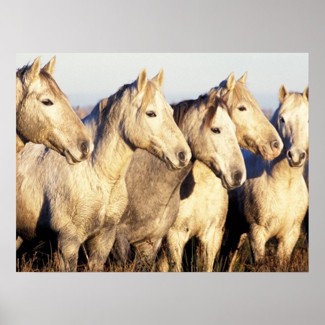 Camargue-Pferde (Eguus caballus) Poster (Vorne)