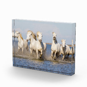 Camargue Pferde Fotoblock