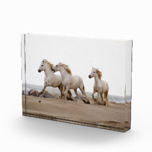 Camargue Pferde laufen am Strand Fotoblock