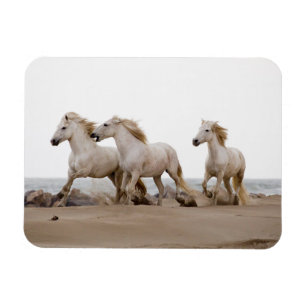 Camargue Pferde laufen am Strand Magnet