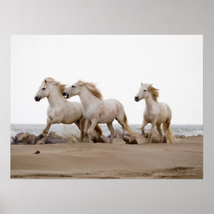 Camargue Pferde laufen am Strand Poster