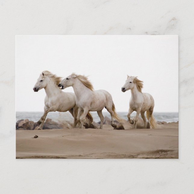 Camargue Pferde laufen am Strand Postkarte (Vorderseite)