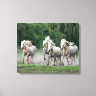 Camargue-Pferde laufen im Wasser Leinwanddruck