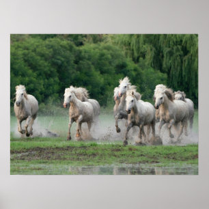 Camargue-Pferde laufen im Wasser Poster
