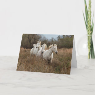 Camargue-Pferde laufen Karte