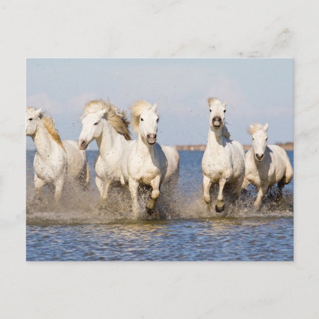 Camargue Pferde Postkarte (Vorderseite)