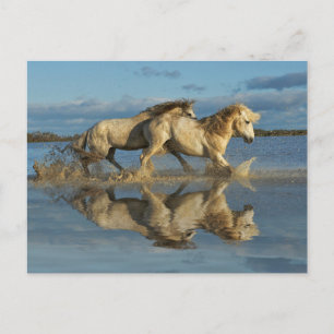 Camargue-Pferde und Spiegelung, Südfrankreich Postkarte