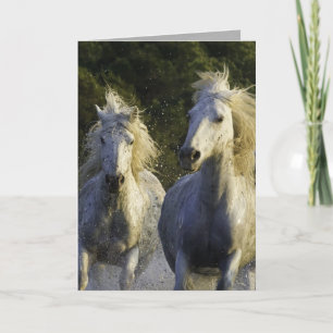 Camargue Spray Horse Greeting Card Karte