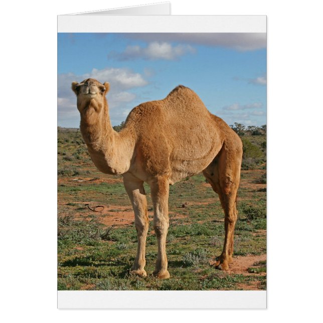 Camel (Vorne)