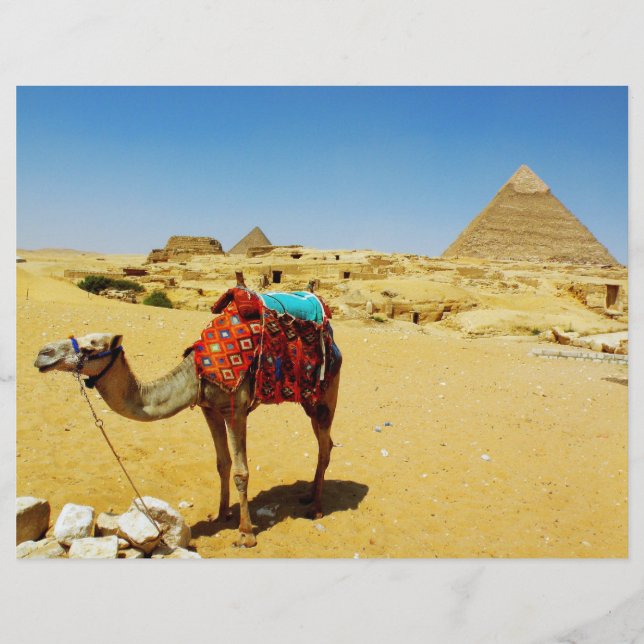 Camel (Vorderseite)