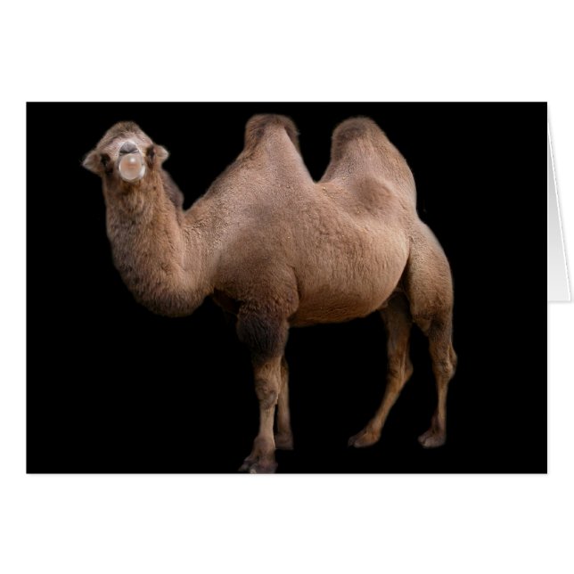 Camel Bubble (Vorderseite (Horizontal))