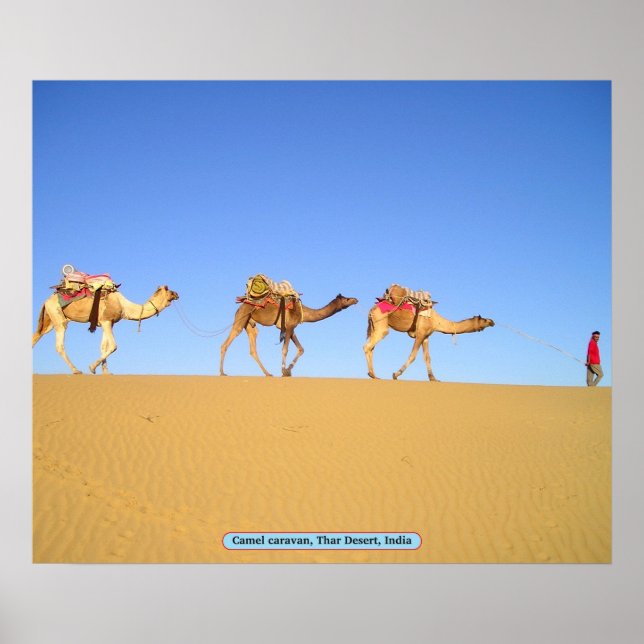Camel Caravan, Thar Desert, Indien Poster (Vorne)