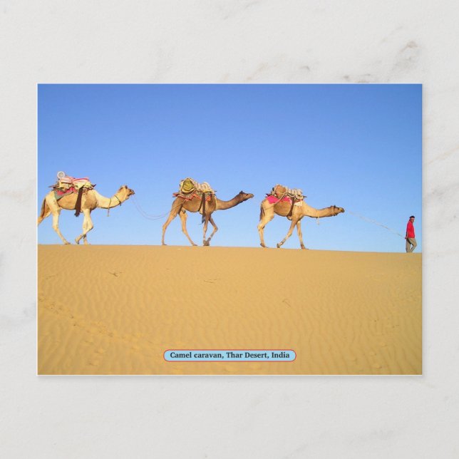 Camel Caravan, Thar Desert, Indien Postkarte (Vorderseite)