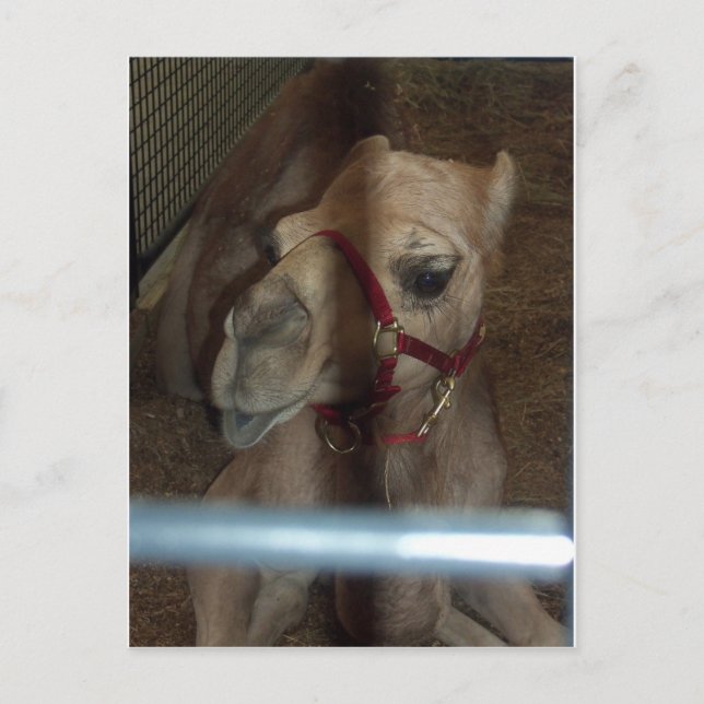 Camel Closeup, 1 Postkarte (Vorderseite)