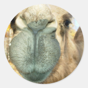Camel Face Runder Aufkleber