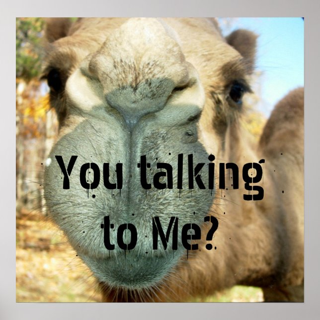 Camel Face, sprichst du mit mir? Poster (Vorne)