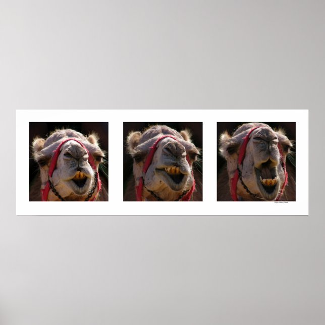 Camel Faces Poster (Vorne)