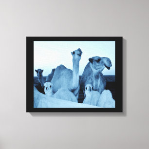 Camel Family Leinwanddruck