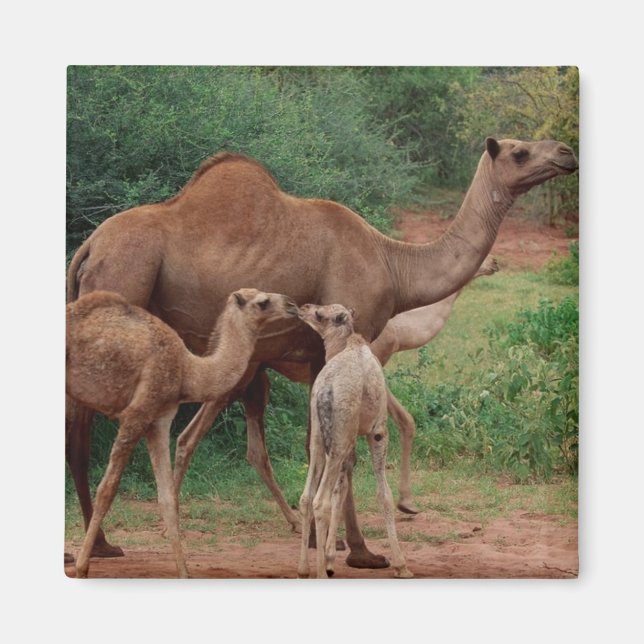 Camel Family Magnet (Vorne)