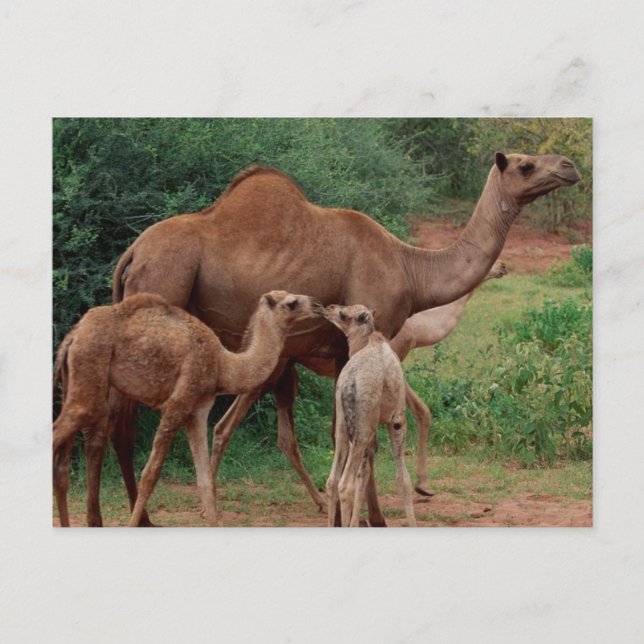 Camel Family Postkarte (Vorderseite)