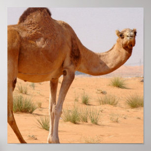Camel für Arabs Poster Print