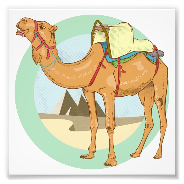 Camel Giza Pyramids Fotodruck (Vorne)