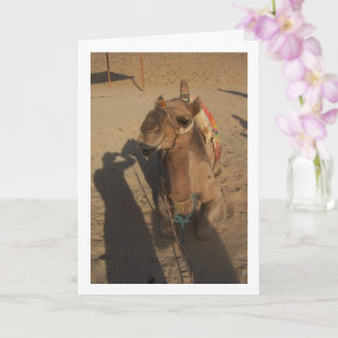 Camel in Fotoshooting Karte