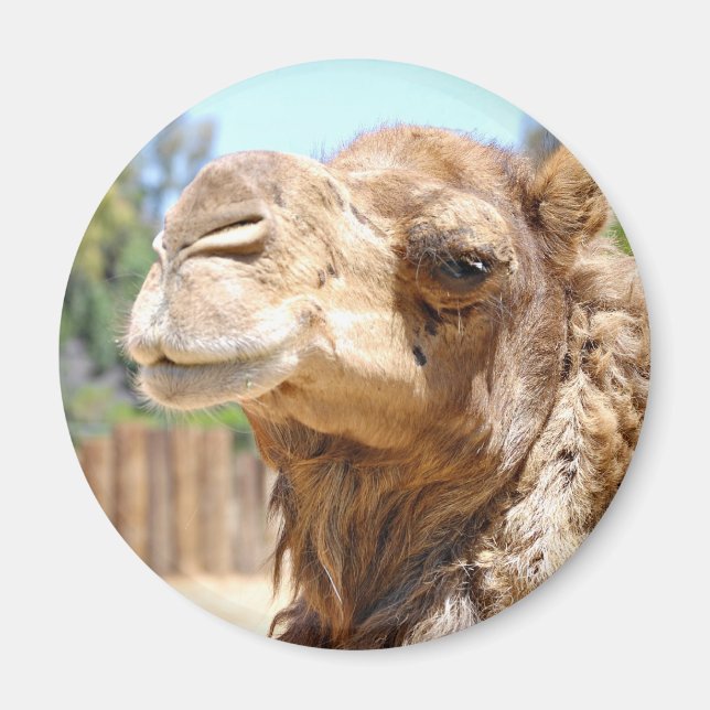 Camel Magnet (Vorne)