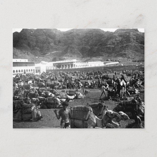 Camel Market, Aden, Jemen 1902 Postkarte (Vorderseite)