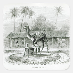 Camel Mill, von "Reisen in Afrika" Quadratischer Aufkleber