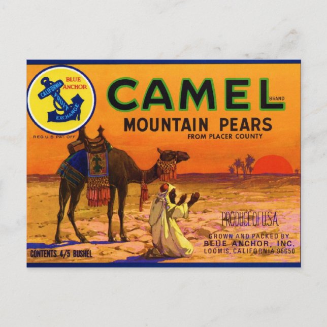 Camel Pears Postkarte (Vorderseite)