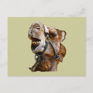 Camel Postcard Postkarte