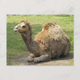 Camel Postcard Postkarte