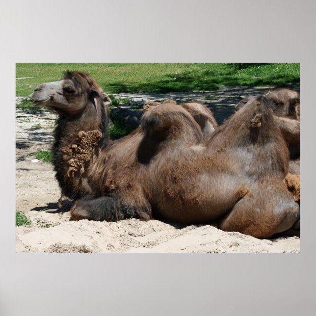 Camel Poster (Vorne)
