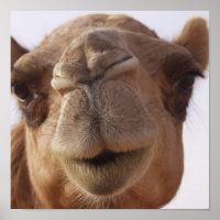 Camel Poster Print